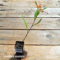 Grevillea Orange Marmalade 32 Grevillea Orange Marmalade -Plant Seed Store apo orange marmalade tubetock flowering