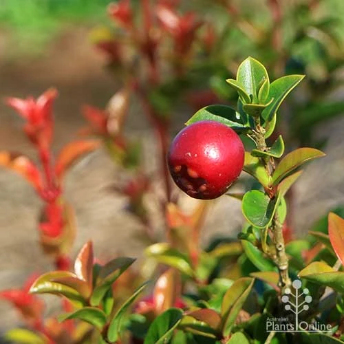 Syzygium Orange Twist - Lilly Pilly 3 Syzygium Orange Twist - Lilly Pilly - Image 3