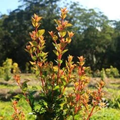 Syzygium Orange Twist - Lilly Pilly 11 Syzygium Orange Twist - Lilly Pilly -Plant Seed Store apo orange twist nursery