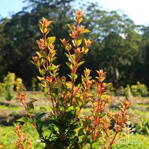 Syzygium Orange Twist - Lilly Pilly 6 Syzygium Orange Twist - Lilly Pilly - Image 6