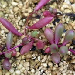 Othonna Ruby Necklace - Little Pickles - Succulent 10 Othonna Ruby Necklace - Little Pickles - Succulent -Plant Seed Store apo othonna purple colour