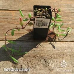Othonna Ruby Necklace - Little Pickles - Succulent 11 Othonna Ruby Necklace - Little Pickles - Succulent -Plant Seed Store apo othonna ruby necklace tubestock top