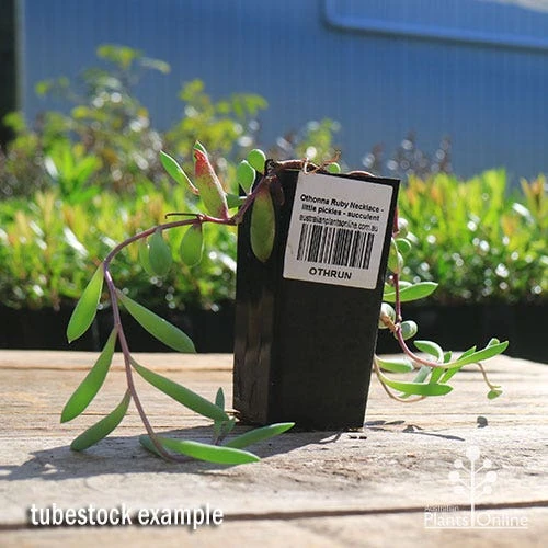 Othonna Ruby Necklace - Little Pickles - Succulent 2 Othonna Ruby Necklace - Little Pickles - Succulent - Image 2