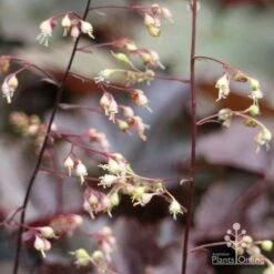 Heuchera Palace Purple - Coral Bells -Plant Seed Store apo palace purple heuchera flowers