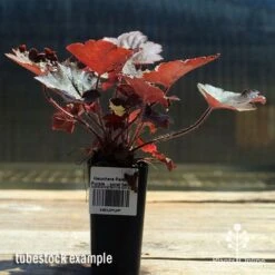 Heuchera Palace Purple - Coral Bells -Plant Seed Store apo palace purple heuchera tubestock