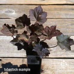 Heuchera Palace Purple - Coral Bells -Plant Seed Store apo palace purple heuchera tubestock top