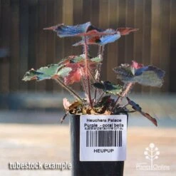 Heuchera Palace Purple - Coral Bells -Plant Seed Store apo palace purple tubestock