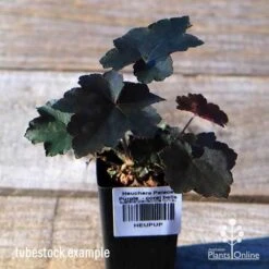 Heuchera Palace Purple - Coral Bells -Plant Seed Store apo palace purple tubestock top