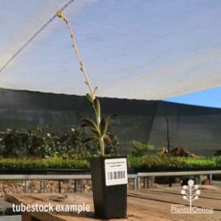 Kalanchoe Tomentosa – Panda Plant - Succulent 15 Kalanchoe Tomentosa – Panda Plant - Succulent -Plant Seed Store apo panda plant tubestock tall