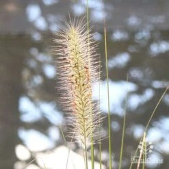 Pennisetum Alopecuroides - Swamp Fountain Grass 21 Pennisetum Alopecuroides - Swamp Fountain Grass -Plant Seed Store apo pennisetum alopec awn 2