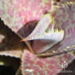 Mangave Purple People Eater - Succulent 11 Mangave Purple People Eater - Succulent -Plant Seed Store apo people eater closeup