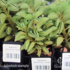 Peperomia Dolabriformis - Prayer Pepper - Succulent 9 Peperomia Dolabriformis - Prayer Pepper - Succulent -Plant Seed Store apo peperomia dolab tubestock