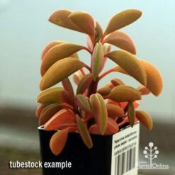 Peperomia Dolabriformis - Prayer Pepper - Succulent 12 Peperomia Dolabriformis - Prayer Pepper - Succulent -Plant Seed Store apo peperomia dolabrifolia winter colour