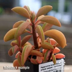 Peperomia Dolabriformis - Prayer Pepper - Succulent 13 Peperomia Dolabriformis - Prayer Pepper - Succulent -Plant Seed Store apo peperomia dolabriformis winter colour