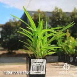 Dianella Petite Marie 12 Dianella Petite Marie -Plant Seed Store apo petite marie dianella tubestock