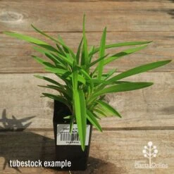 Dianella Petite Marie 13 Dianella Petite Marie -Plant Seed Store apo petite marie dianella tubestock top