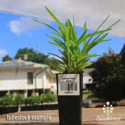 Dianella Petite Marie 19 Dianella Petite Marie -Plant Seed Store apo petite marie dianella tubestock2