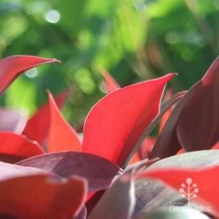 Philodendron Prince Of Orange 11 Philodendron Prince Of Orange -Plant Seed Store apo philo prince of orange leaf