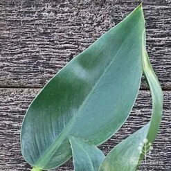 Philodendron Fat Boy 11 Philodendron Fat Boy -Plant Seed Store apo philodendron fat boy leaf