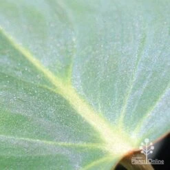 Philodendron Gloriosum - Velvet Philodendron 10 Philodendron Gloriosum - Velvet Philodendron -Plant Seed Store apo philodendron gloriosum glittery