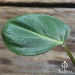 Philodendron Gloriosum - Velvet Philodendron 9 Philodendron Gloriosum - Velvet Philodendron -Plant Seed Store apo philodendron gloriosum sparkly leaf
