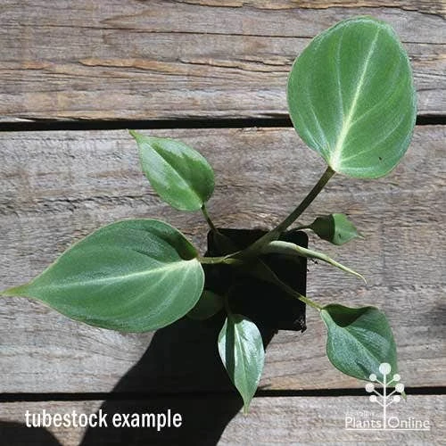 Philodendron Gloriosum - Velvet Philodendron 2 Philodendron Gloriosum - Velvet Philodendron - Image 2