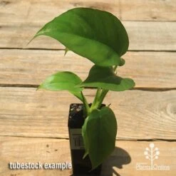 Philodendron Minima - Mini Monstera 13 Philodendron Minima - Mini Monstera -Plant Seed Store apo philodendron minima tubestock