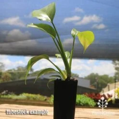 Philodendron Minima - Mini Monstera 14 Philodendron Minima - Mini Monstera -Plant Seed Store apo philodendron minima tubestock2