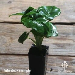 Philodendron Super Atom -Plant Seed Store apo philodendron super atom tubestock