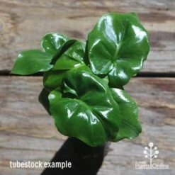 Philodendron Super Atom -Plant Seed Store apo philodendron super atom tubestock top