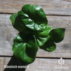 Philodendron Super Atom -Plant Seed Store apo philodendron super atom tubestock top2