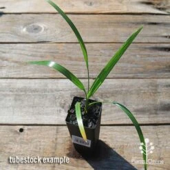 Phoenix Roebelenii - Dwarf Date Palm 9 Phoenix Roebelenii - Dwarf Date Palm -Plant Seed Store apo phoenix palm tubestock top 1
