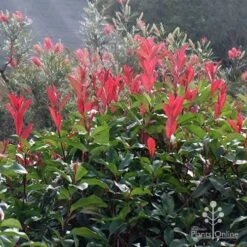 Photinia Red Robin 25 Photinia Red Robin -Plant Seed Store apo photinia and grevillea