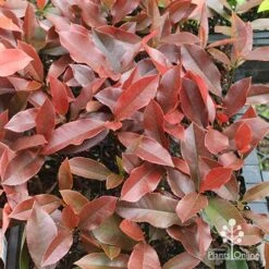 Photinia Black Jack 25 Photinia Black Jack -Plant Seed Store apo photinia black jack