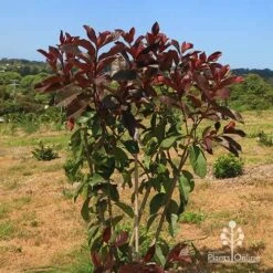 Photinia Black Jack 20 Photinia Black Jack -Plant Seed Store apo photinia black jack bush