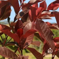 Photinia Black Jack 22 Photinia Black Jack -Plant Seed Store apo photinia black jack colour