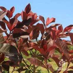 Photinia Black Jack