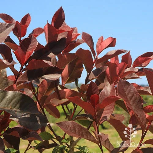 Photinia Black Jack 1 Photinia Black Jack