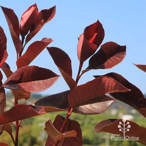 Photinia Black Jack 2 Photinia Black Jack - Image 2