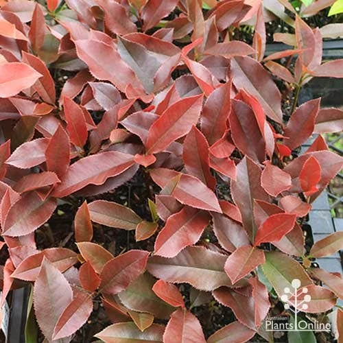 Photinia Black Jack 13 Photinia Black Jack - Image 13