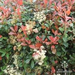 Photinia Red Robin 15 Photinia Red Robin -Plant Seed Store apo photinia flowers red leaves