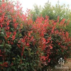 Photinia Red Robin 24 Photinia Red Robin -Plant Seed Store apo photinia hedge offices