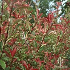 Photinia Pink Marble 22 Photinia Pink Marble -Plant Seed Store apo photinia pink marble hedge nursery