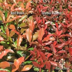 Photinia Red Robin 20 Photinia Red Robin -Plant Seed Store apo photinia red robin glabra rubens 1