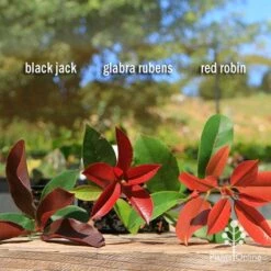 Photinia Black Jack 18 Photinia Black Jack -Plant Seed Store apo photinia trio compare 2