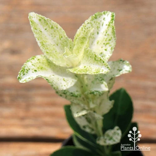 Euonymus Pierrolino - Variegated Spindle 8 Euonymus Pierrolino - Variegated Spindle - Image 8
