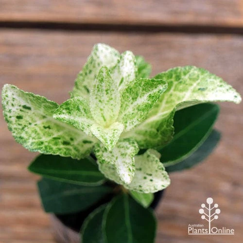 Euonymus Pierrolino - Variegated Spindle 11 Euonymus Pierrolino - Variegated Spindle - Image 11