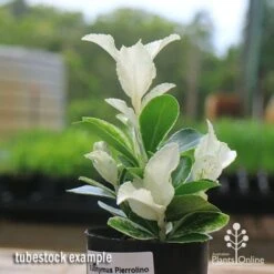 Euonymus Pierrolino - Variegated Spindle 17 Euonymus Pierrolino - Variegated Spindle -Plant Seed Store apo pierrolino euonymus tubestock