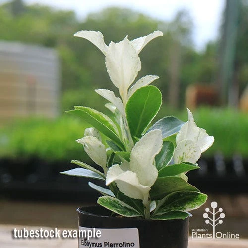 Euonymus Pierrolino - Variegated Spindle 5 Euonymus Pierrolino - Variegated Spindle - Image 5