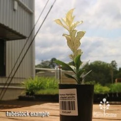 Euonymus Pierrolino - Variegated Spindle 25 Euonymus Pierrolino - Variegated Spindle -Plant Seed Store apo pierrolino euonymus tubestock2